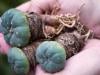 How ancient hallucinogen mescaline shuts down brain? First ever map reveals answers