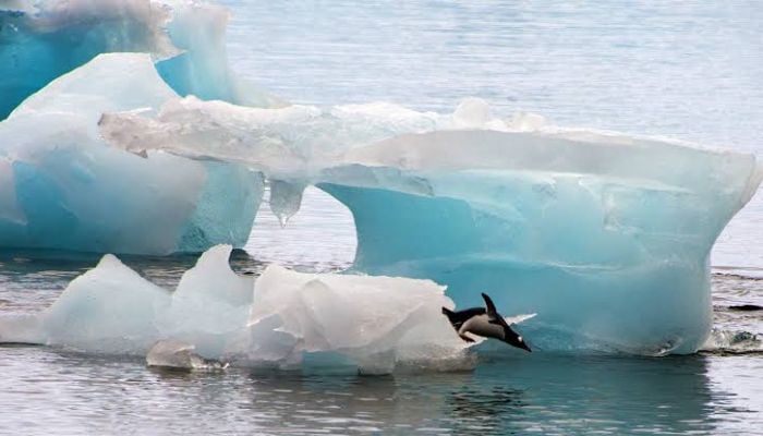 Scientists warn Antarcticas melting ice could poison entire food chains: Heres how