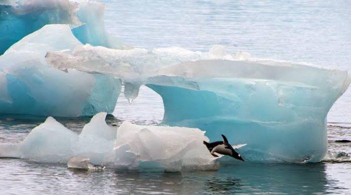 Scientists warn Antarctica's melting ice could poison entire food chains: Here's how