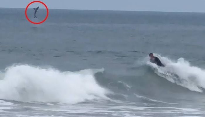Great white shark caught on camera just yards from boogie boarder in Newport beach