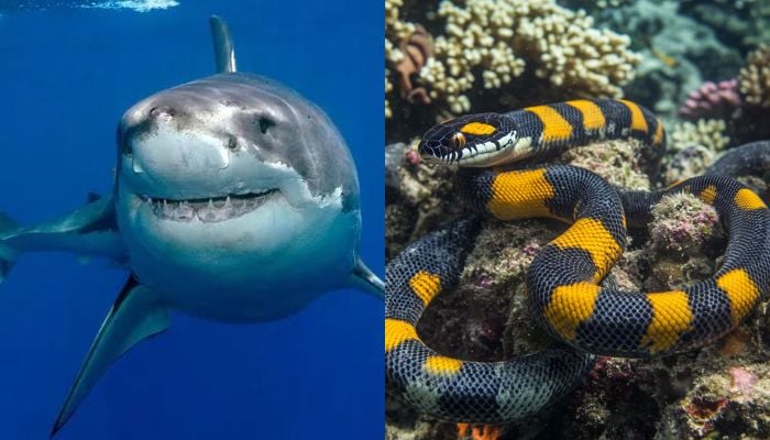 El Nino is bringing sharks, sea snakes and other strange visitors to Californias coast: Should surfers worry?
