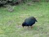 Australia confirms first mass death of seabirds from H5N1 bird flu
