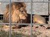 Suspected heatstroke kills three lions at Japan zoo