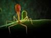 AI designs 16 new viruses in chilling breakthrough: Here's why scientists are worried