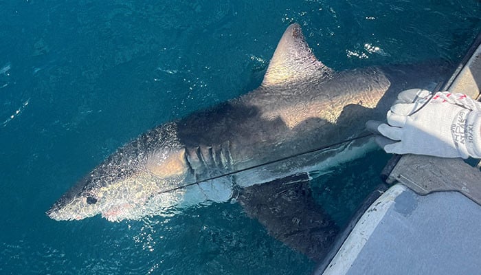 Unleashing the Power of Shark Research: How Scientists Are Using Sharks to Improve Hurricane Predictions