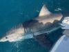 Scientists turn to sharks to improve hurricane predictions