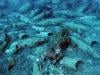 Roman wreck carrying hundreds of amphorae found off Sicily