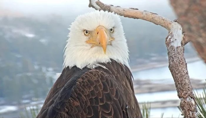 Will Big Bears eagle Jackie pull through after difficult day? vets race to save her