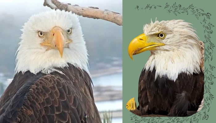 Jackie, the bald eagle who captivated millions, dies after 3-week battle