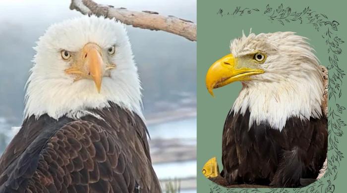 Jackie, the bald eagle who captivated millions, dies after 3-week battle