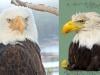 Jackie, the bald eagle who captivated millions, dies after 3-week battle