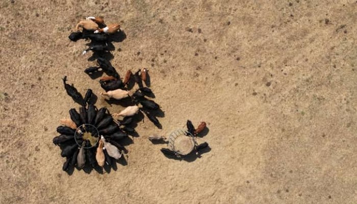 Cattle gathered around feeding cages in a parched field. — Reuters/File