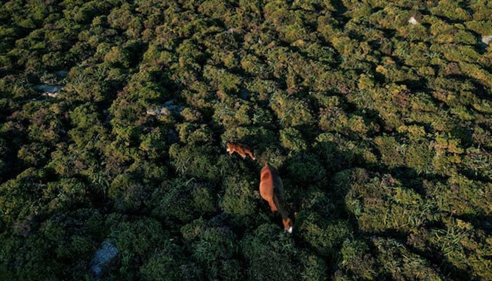 Biodiversity Crisis: World Falls Short of Conservation Goals Ahead of Crucial UN Summit
