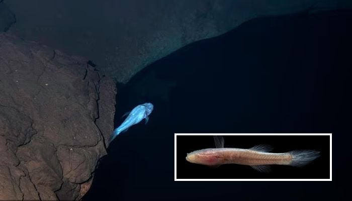 Scientists discover bizarre blind ‘demon’ fish hiding beneath US Army base in Area 51