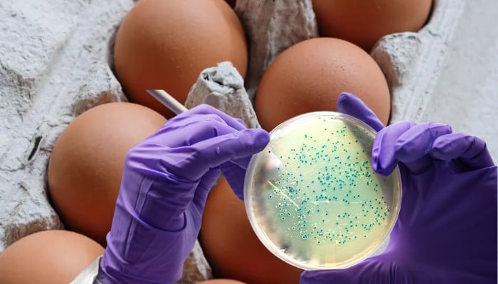 Salmonella outbreak in UK leaves one dead, hundreds ill, says UKHSA