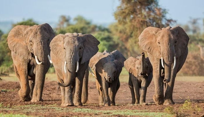 Kenya arrests four after 18 elephants die in mysterious poisoning case