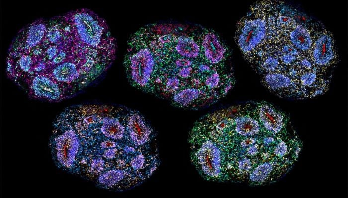 Scientists grow Human Brains in lab for seven years in stunning breakthrough