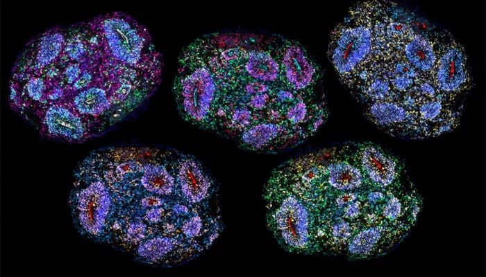 Scientists grow Human Brains in lab for seven years in stunning breakthrough