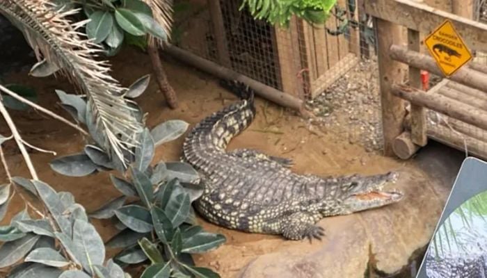 3-year-old Crocodile attack survivor returns home after seven operations