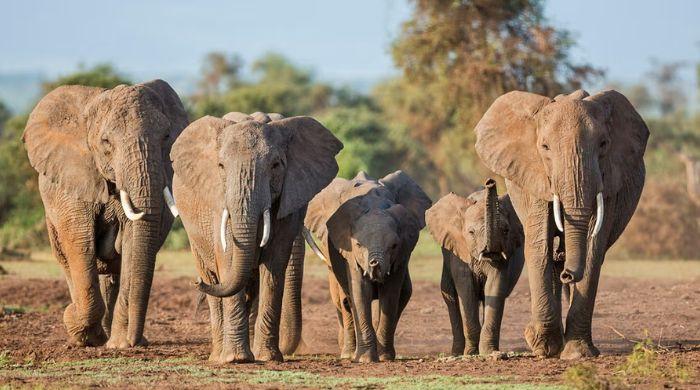 Kenya arrests four after 18 elephants die in mysterious poisoning case