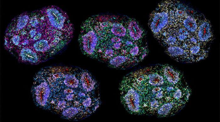 Scientists grow Human Brains in lab for seven years in stunning breakthrough