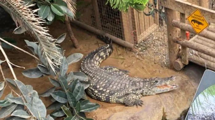 3-year-old Crocodile attack survivor returns home after seven operations