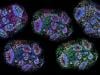 Scientists grow Human Brains in lab for seven years in stunning breakthrough