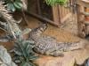 3-year-old Crocodile attack survivor returns home after seven operations