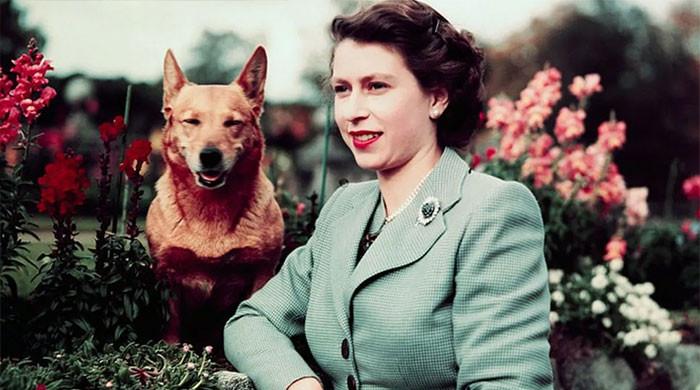 Queen Elizabeth II's lifelong love of corgis celebrated on International Dog Day