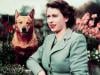 Queen Elizabeth II's lifelong love of corgis celebrated on International Dog Day