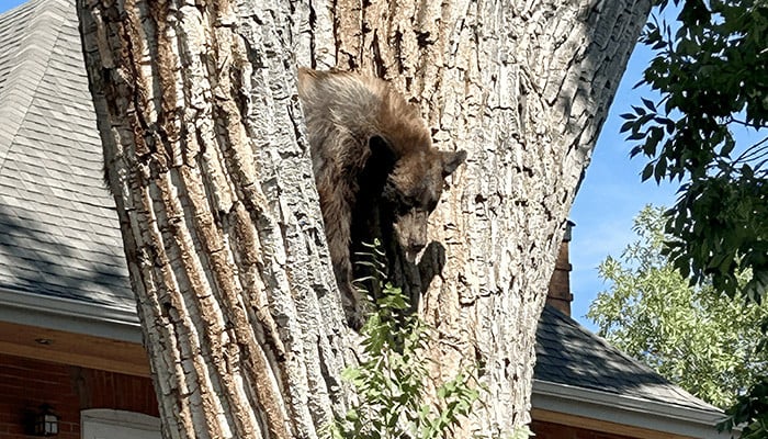 US West Bears Wander Into Homes and Shops in Record Numbers