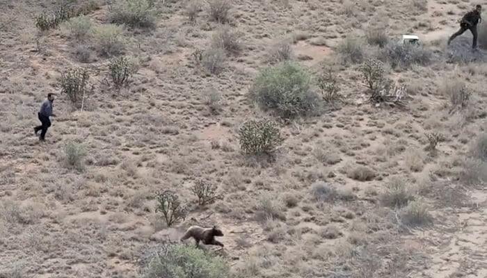 A bear runs while being chased, in Santa Fe, New Mexico, US, August 13, 2026, in this frame obtained from drone video. — Reuters