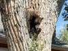 Bearmageddon?: Hungry bears wander into US West homes, shops in record numbers