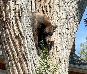 Bearmageddon?: Hungry bears wander into US West homes, shops in record numbers