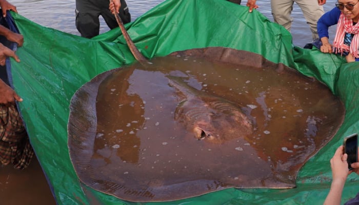 A captured stingray fish. — AFP/File