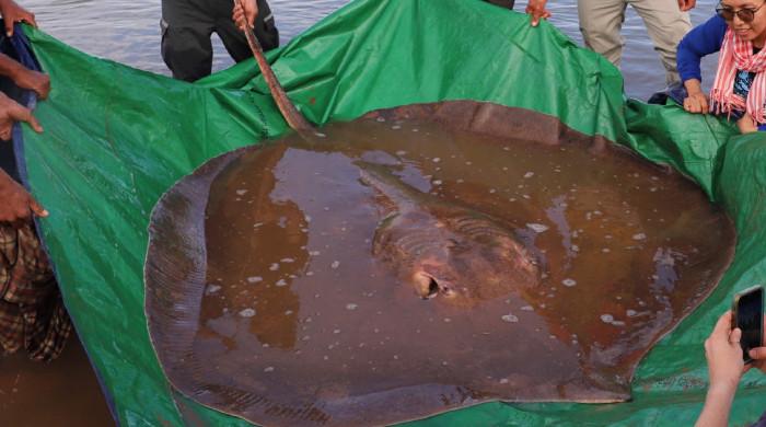 Stingrays 'face threat' as large-scale hunting continues along Karachi coast