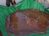 Stingrays 'face threat' as large-scale hunting continues along Karachi coast