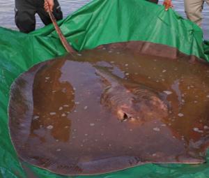 Stingrays 'face threat' as large-scale hunting continues along Karachi coast