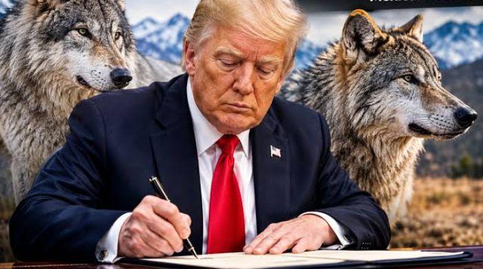 Trump moves to remove grey wolves from endangered species protection list: ‘easier for ranchers to have wolves killed'