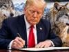 Trump moves to remove grey wolves from endangered species protection list: ‘easier for ranchers to have wolves killed'