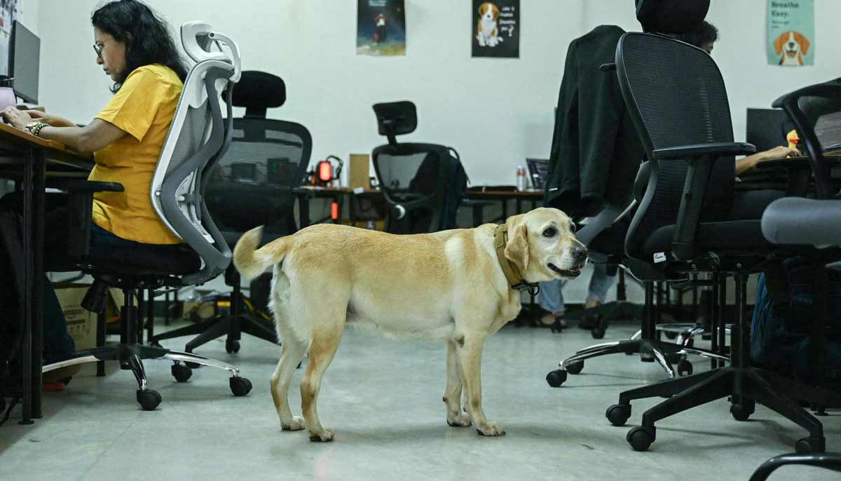 A dog strolling around while employees working inside the Dognosis R&D facility in Bengaluru.— AFP