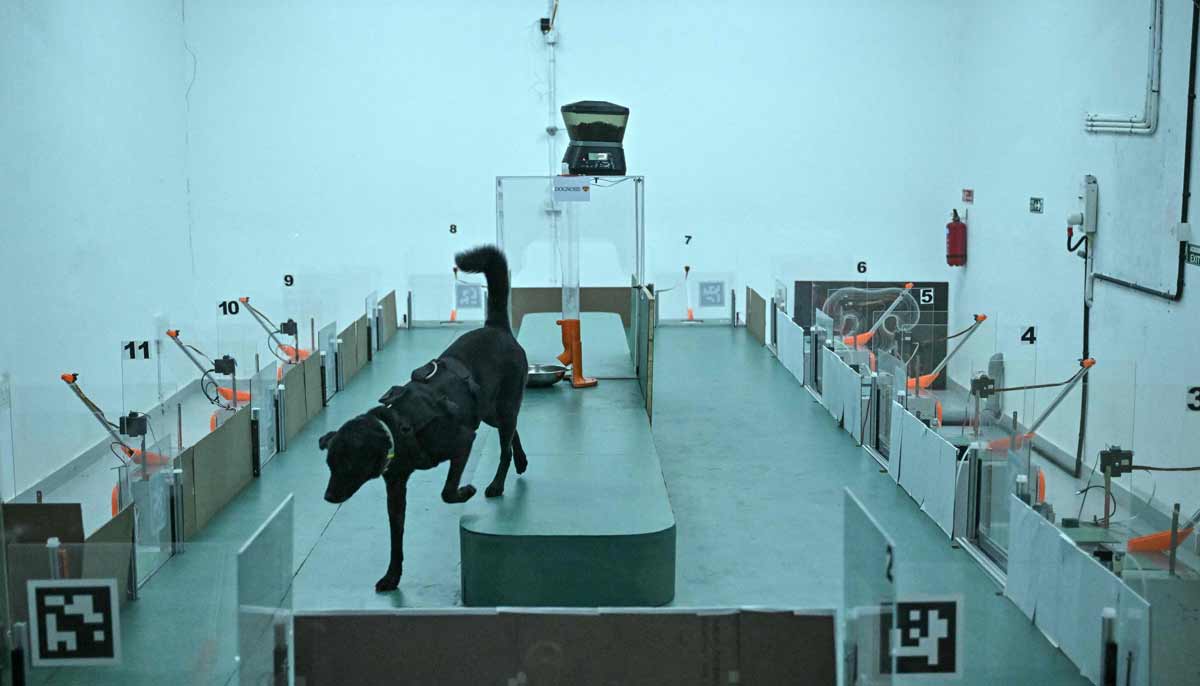 A dog taking part in a cancer detection test inside a laboratory at the Dognosis facility in Kempohalli village on the outskirts of Bengaluru.— AFP