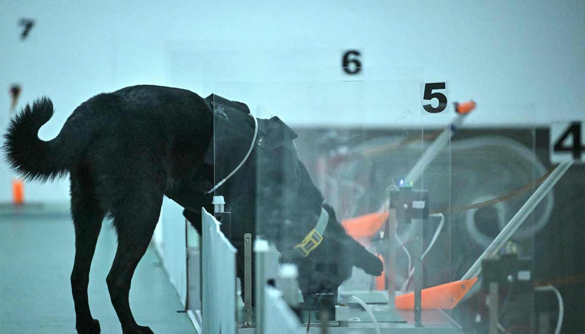 A dog sniffing a sample during a cancer detection test inside a laboratory at the Dognosis facility in Kempohalli village on the outskirts of Bengaluru, India.— AFP