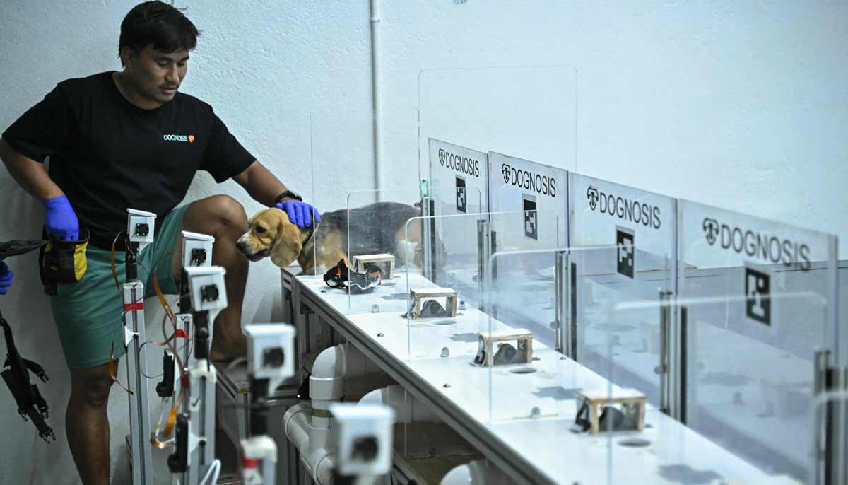 A dog handler preparing a beagle for a test inside a laboratory at the Dognosis facility in Kempohalli village on the outskirts of Bengaluru. — AFP