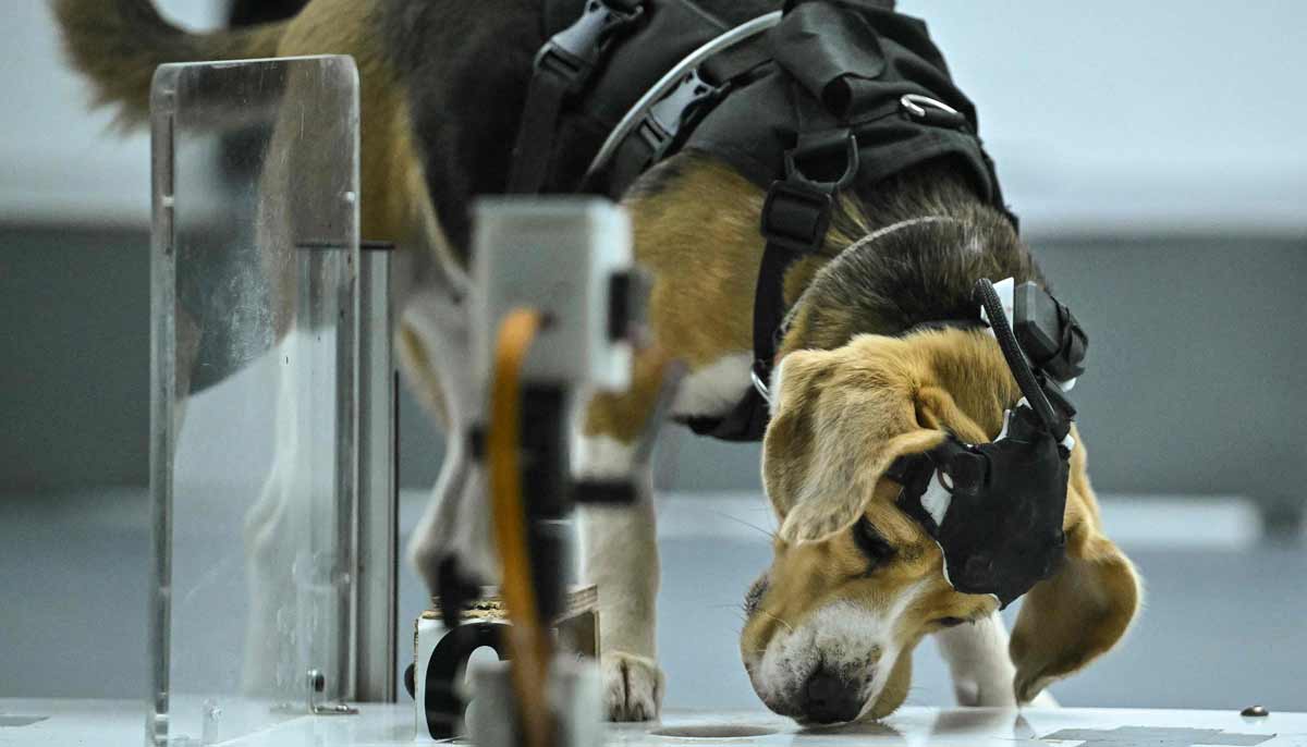 Can dogs sniff cancer? AI joins the hunt in India