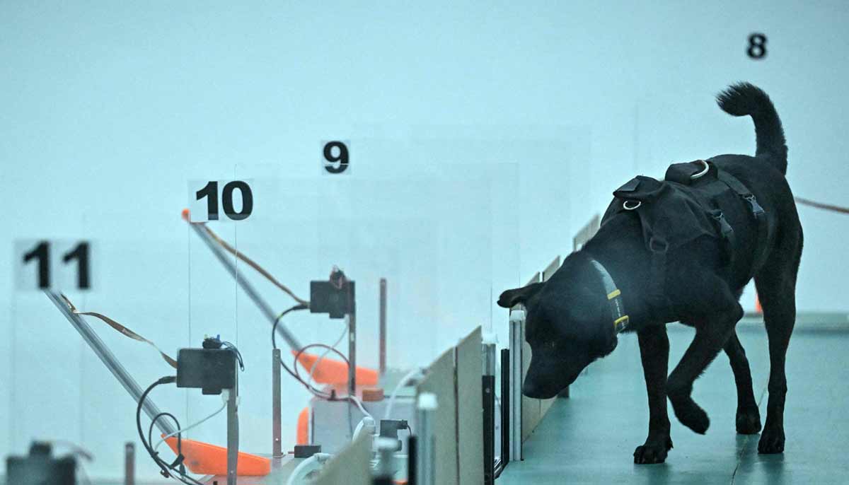 A dog taking part in a cancer detection test inside a laboratory at the Dognosis facility in Kempohalli village on the outskirts of Bengaluru.— AFP