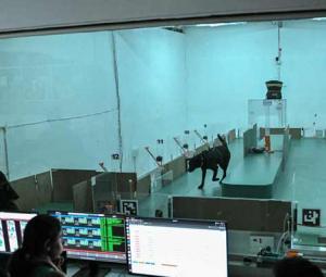 Can dogs sniff cancer? AI joins the hunt in India