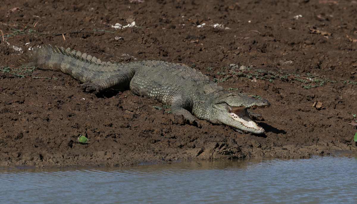 A crocodile lies next to a partially dried-out pond in Yala National Park, in southern Sri Lanka, August 26, 2026.— Reuters
