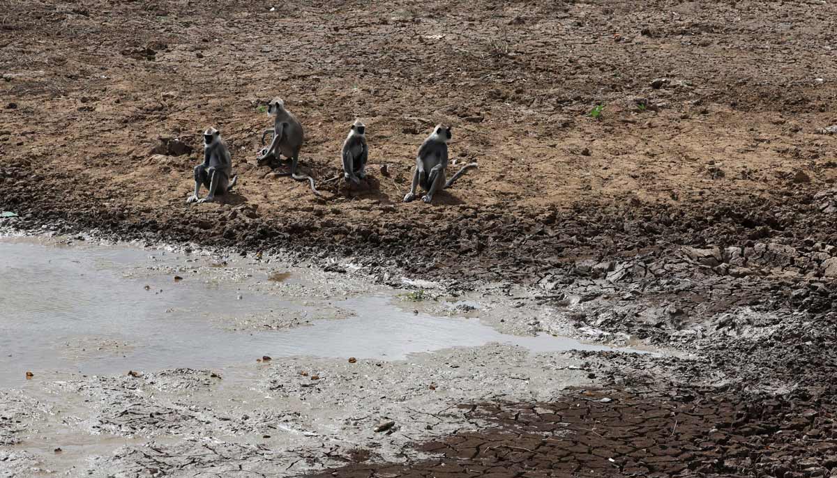A group of langurs sit on the dried-out bed of a pond inside Yala National Park, in southern Sri Lanka, August 25, 2026.— Reuters