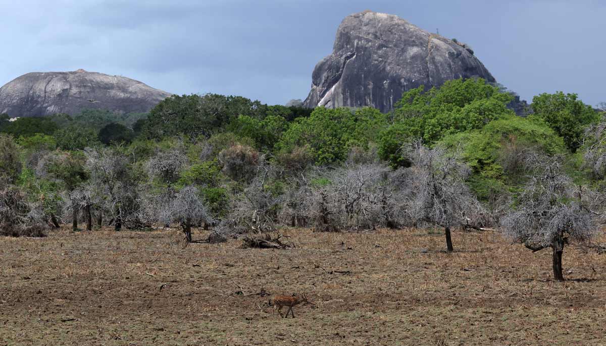 A spotted deer walks on the dried-out bed of a pond in Yala National Park, in southern Sri Lanka, August 25, 2026.— Reuters